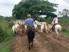 Colombia-Orinoquia-Casanare Cattle Drive